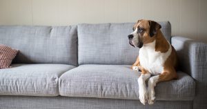 7 Practical Strategies for Helping Your Dog Cope with Its Separation Anxiety