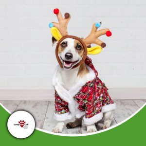 Holiday pet care tips