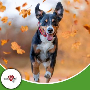 Pet safety tips during Autumn