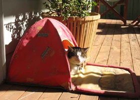 Marjorie camping in her tent